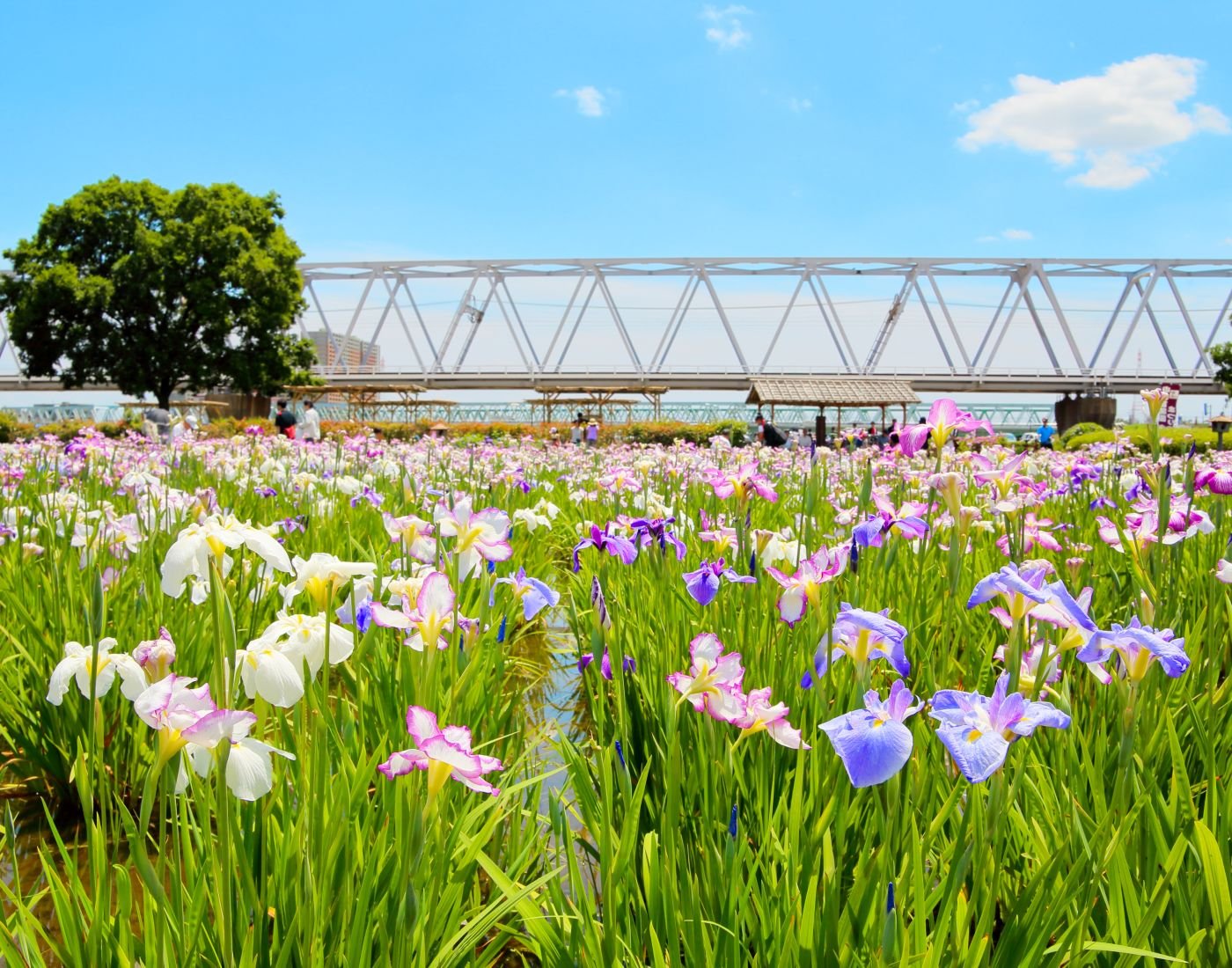 🌸 고이와 창포원(코이와 쇼부엔) 이미지 1
